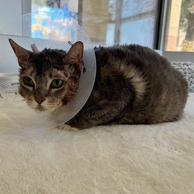 Leandre - Domestic Short Hair