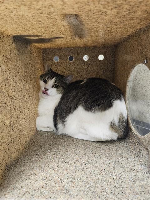 Cleopatra - Domestic Short Hair