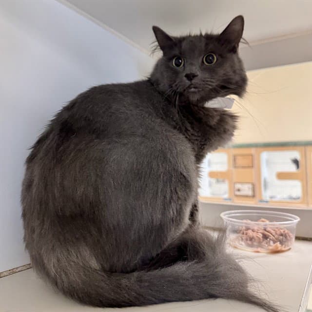 Aire - Domestic Short Hair
