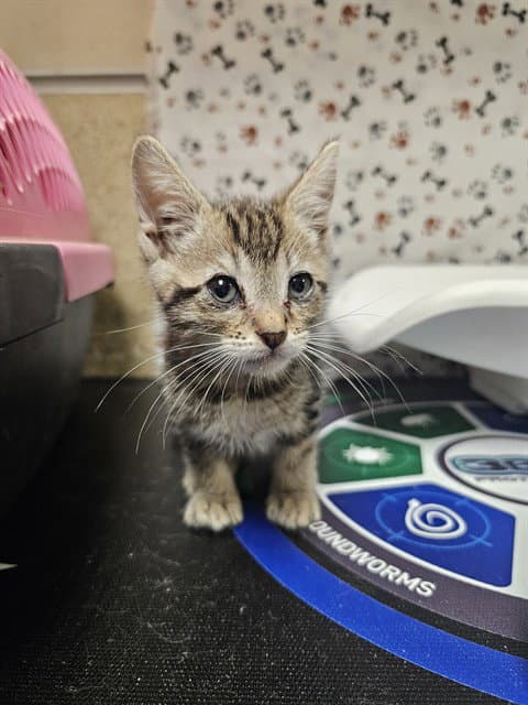 Tim - Domestic Short Hair
