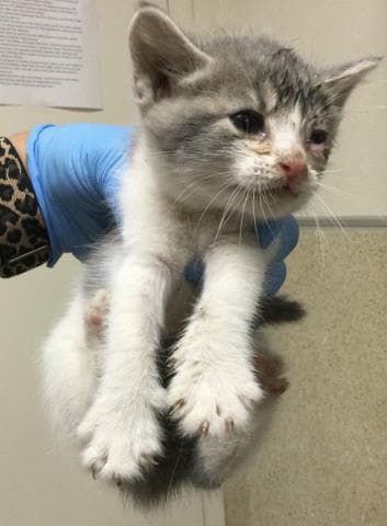 Unknown - Domestic Short Hair