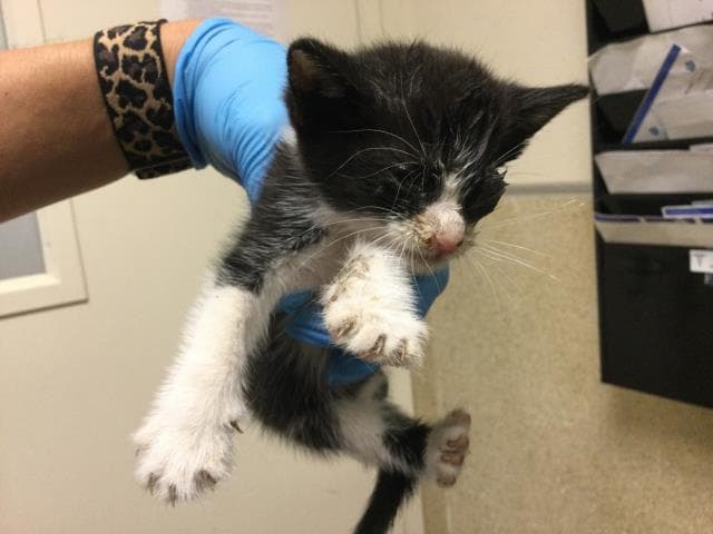 Unknown - Domestic Short Hair