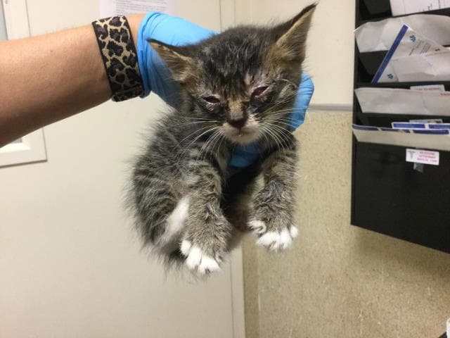Unknown - Domestic Short Hair