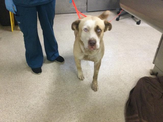 Benji - Pit Bull Terrier