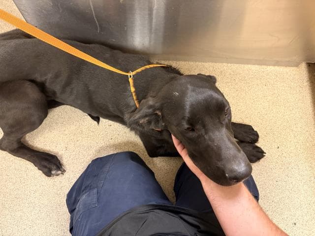 Ash - Great Dane