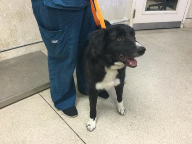 Waylon - Border Collie