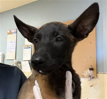 Rico - Belgian Shepherd Malinois