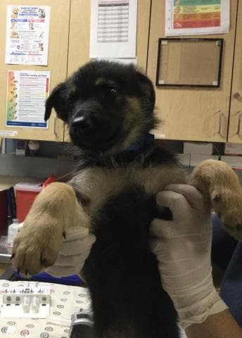 Noah - German Shepherd Dog