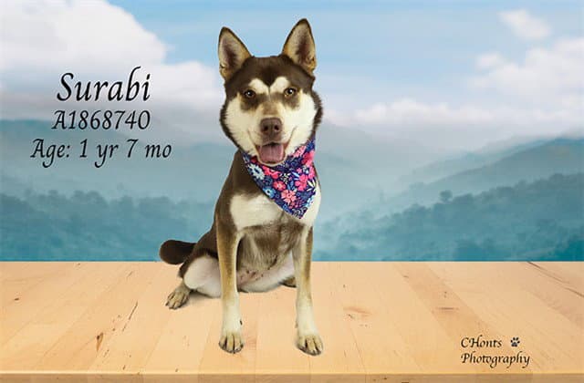 Sarabi - Siberian Husky