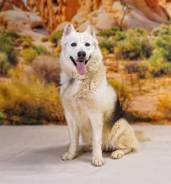 Bam - Alaskan Malamute