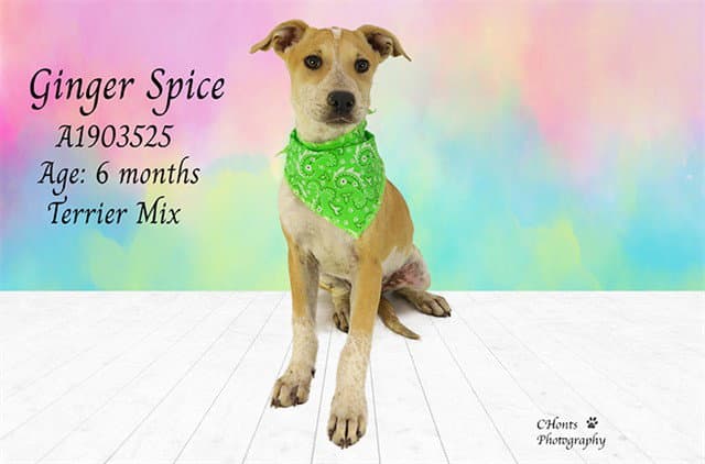 Ginger Spice - Terrier