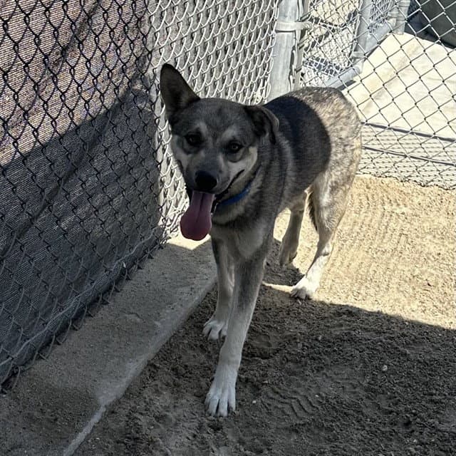 Tahoe - Siberian Husky