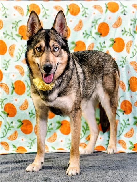 Xena - Siberian Husky