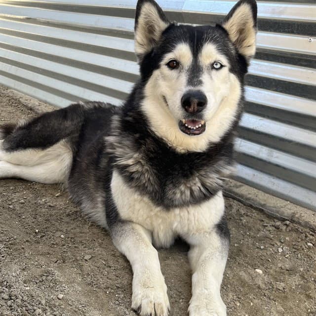 Bellita - Husky