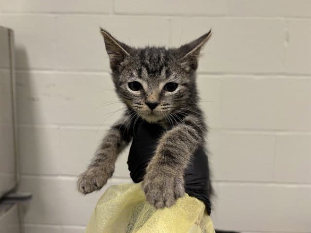 Unknown - Domestic Short Hair