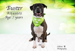 Buster image 1