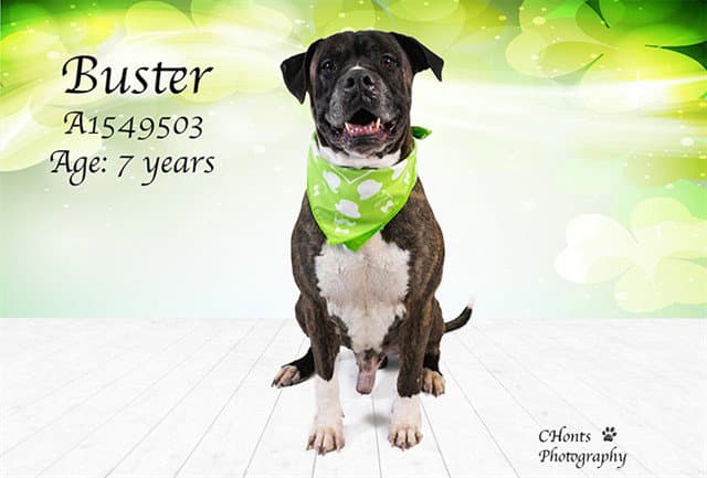 Buster - Boxer