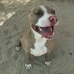 Lulu image 1