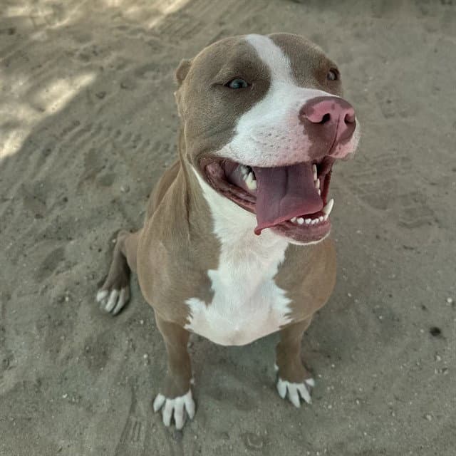 Lulu - Pit Bull Terrier
