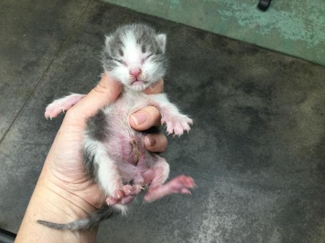 Unknown - Domestic Short Hair