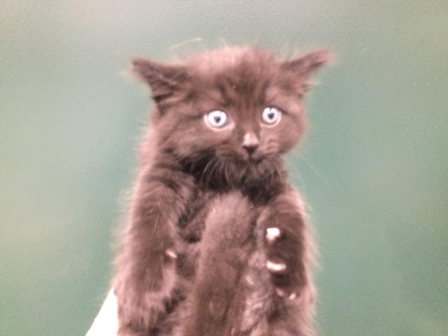 Church - Domestic Short Hair