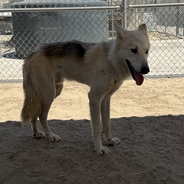 Mountain - Siberian Husky