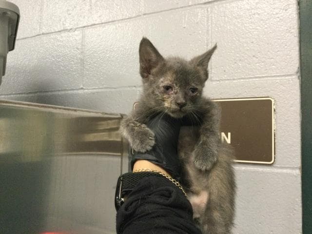Unknown - Domestic Short Hair