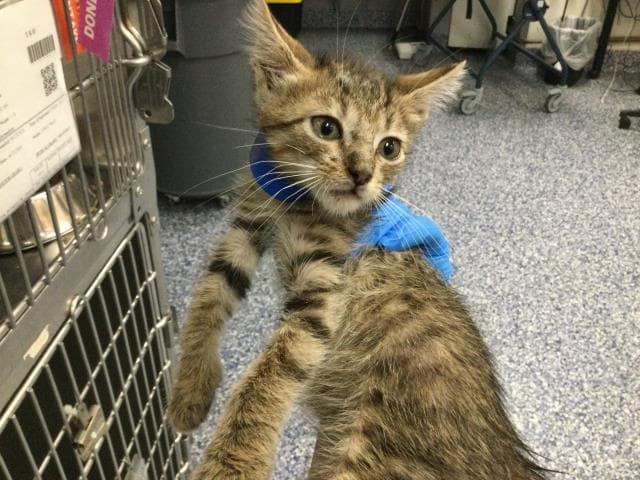 Unknown - Domestic Short Hair