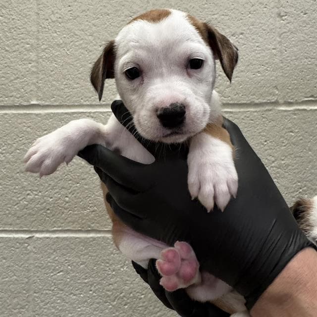 Rami - Pit Bull Terrier