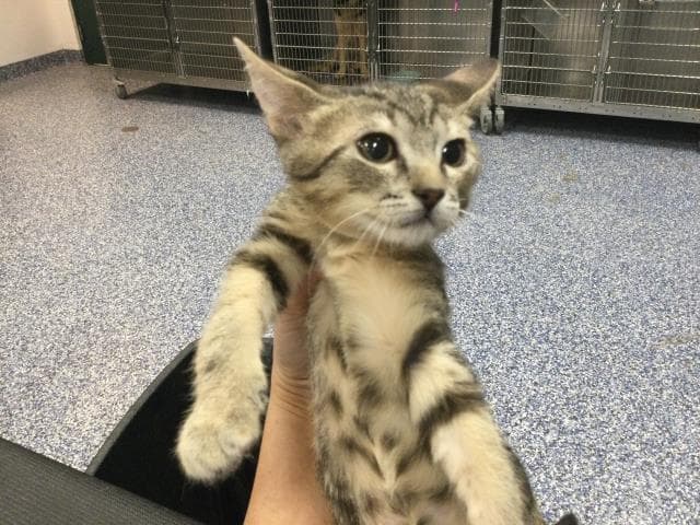 Violet - Domestic Short Hair
