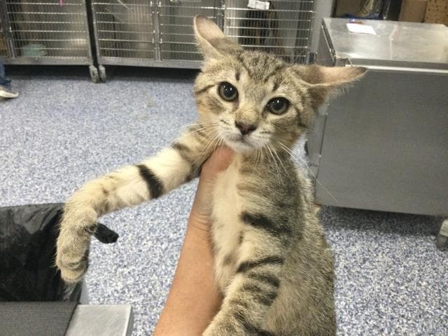 Thomas - Domestic Short Hair