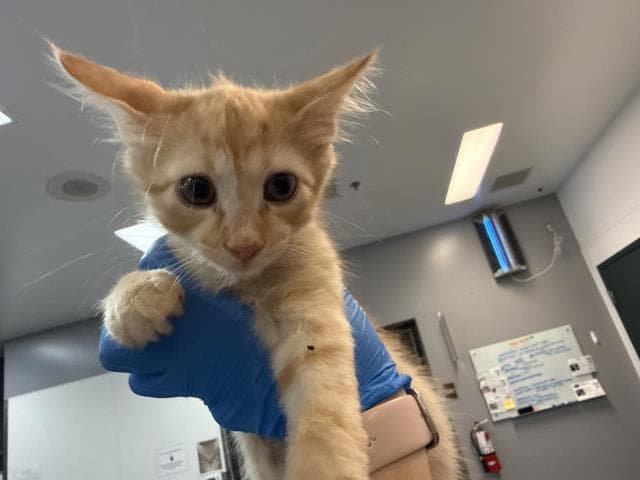 Unknown - Domestic Medium Hair
