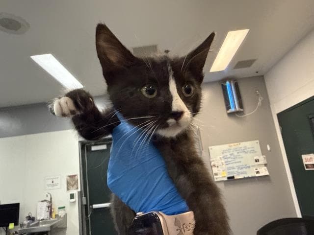 Unknown - Domestic Medium Hair