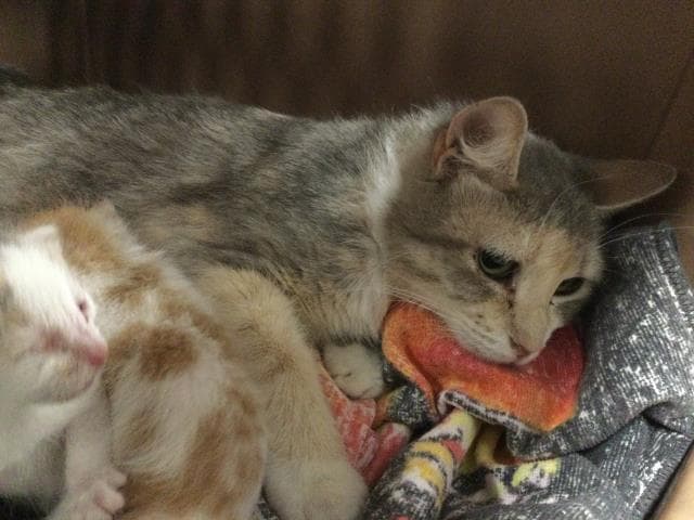 Unknown - Domestic Short Hair