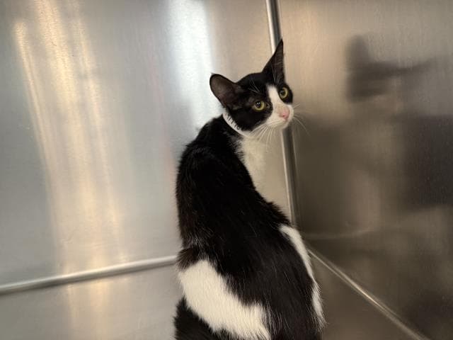 Unknown - Domestic Short Hair