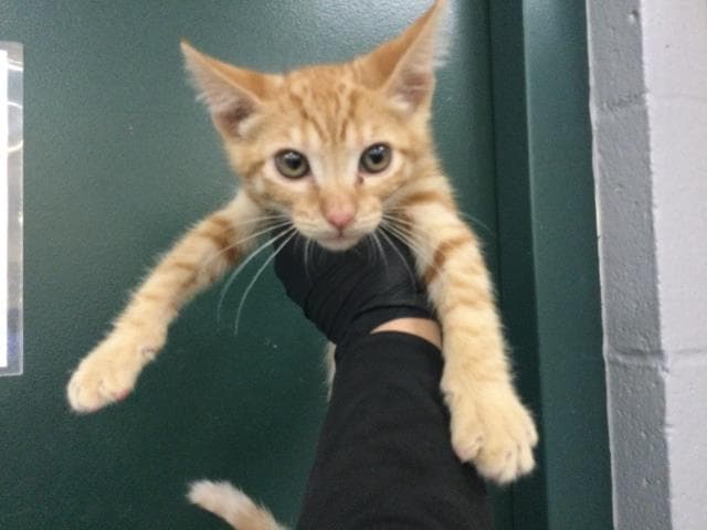 Unknown - Domestic Short Hair