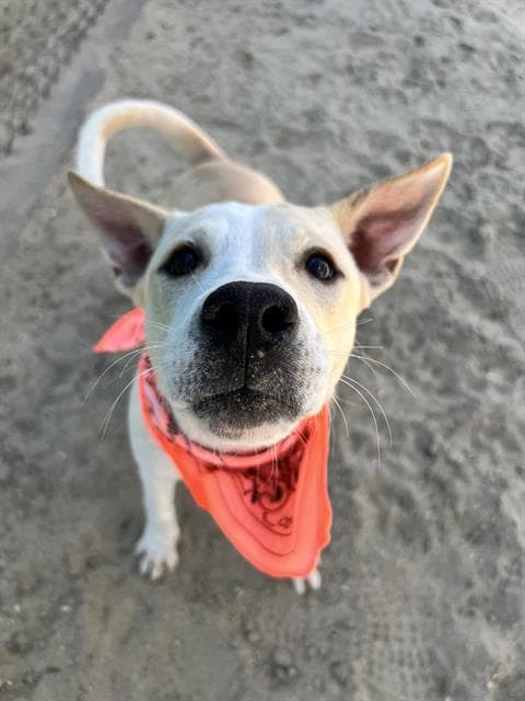 Carly - Labrador Retriever