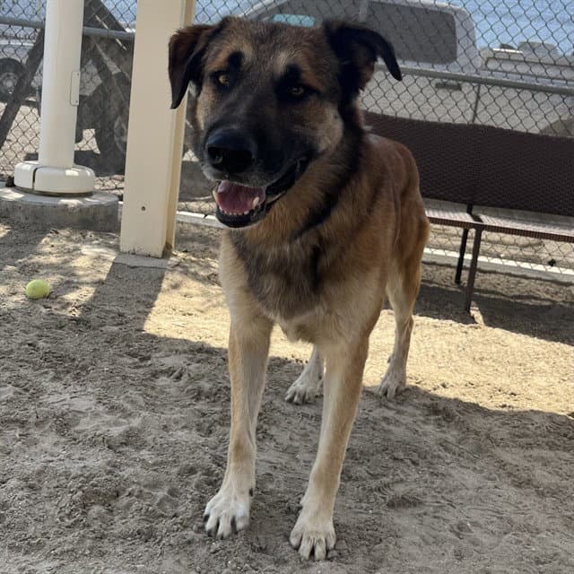 Usher - German Shepherd Dog
