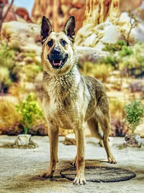 Luna - German Shepherd Dog