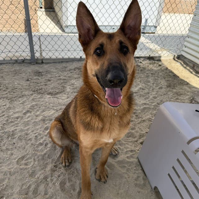 Dawn - German Shepherd Dog