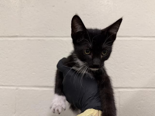 Unknown - Domestic Short Hair