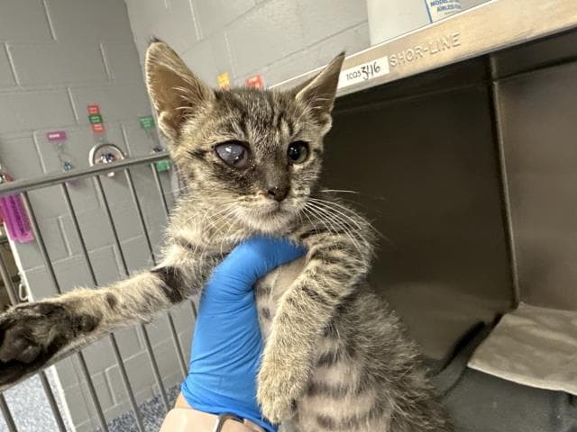 Unknown - Domestic Short Hair