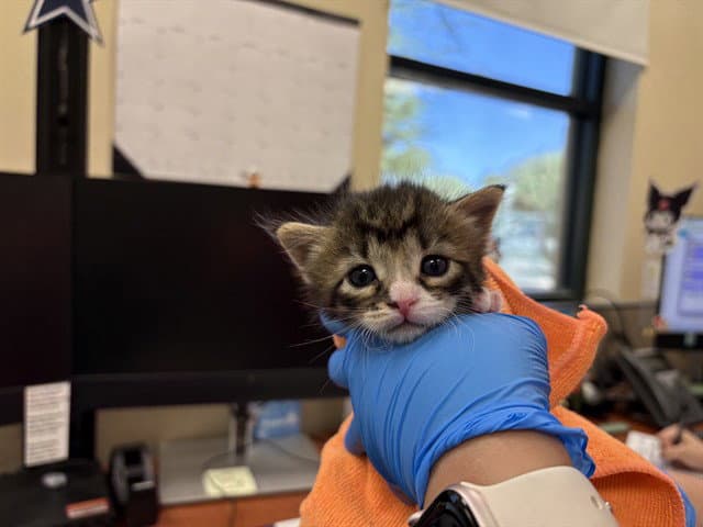 Bambi - Domestic Short Hair