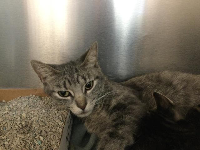 Unknown - Domestic Short Hair