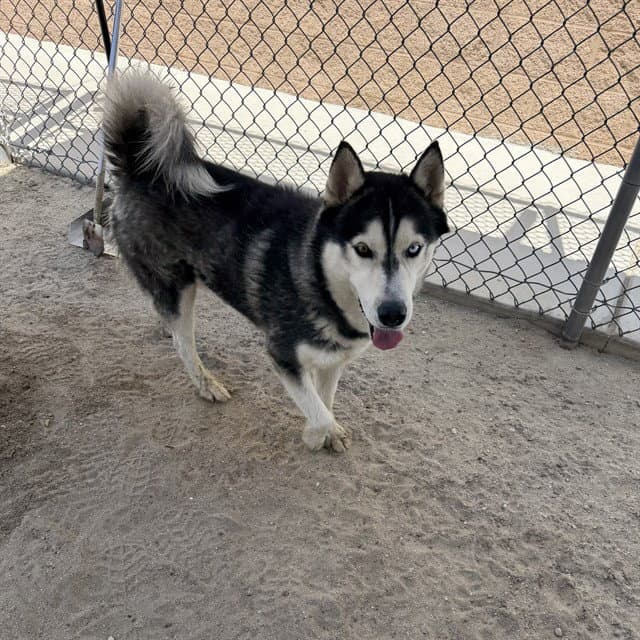 Chuck - Siberian Husky