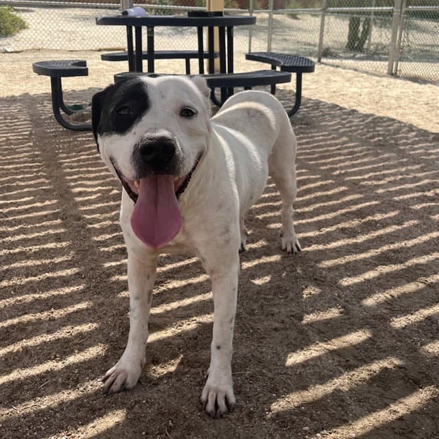 Unknown - Pit Bull Terrier