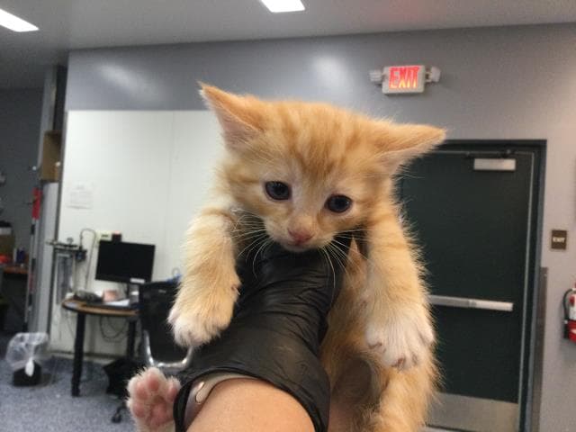 Unknown - Domestic Short Hair