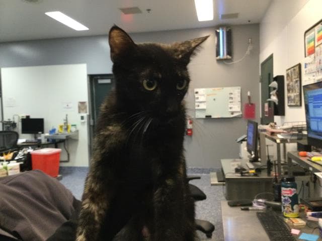 Unknown - Domestic Short Hair