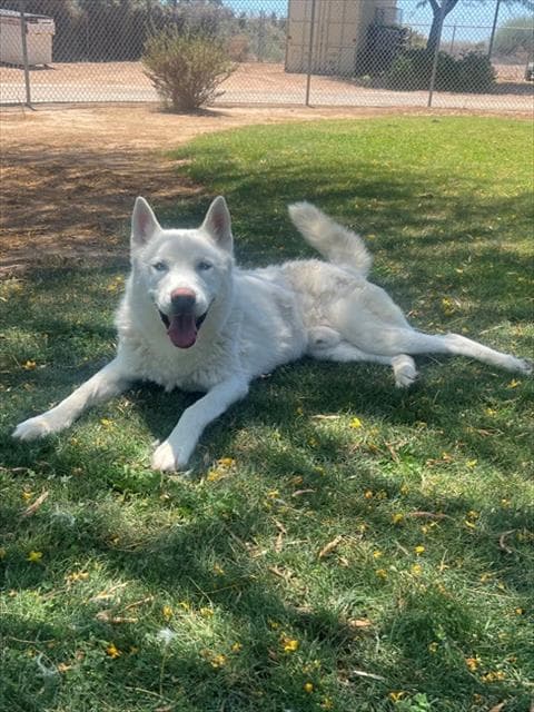 Ghost - Siberian Husky