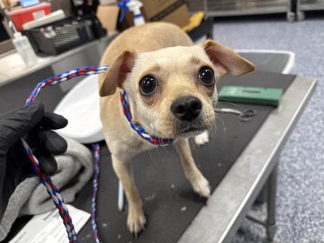 Rosie - Chihuahua